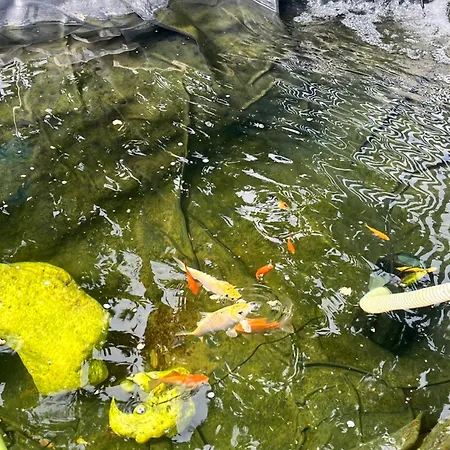 Latino Gasthof Vieste