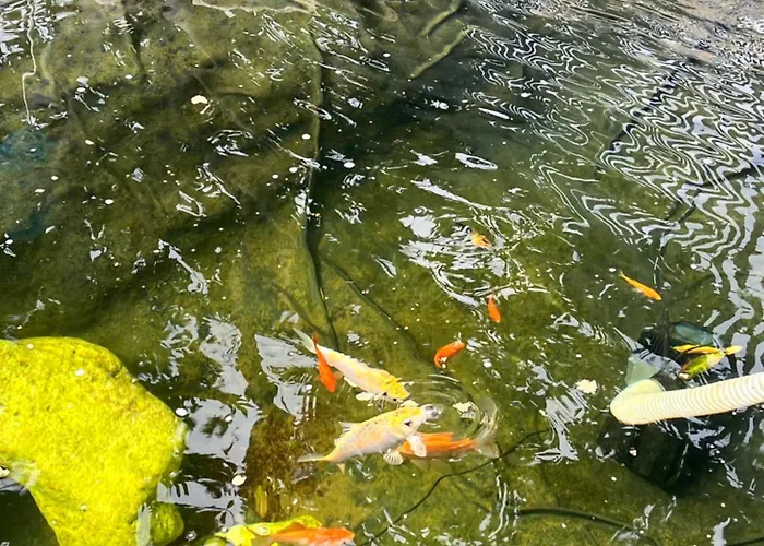 Latino Pensjonat Vieste